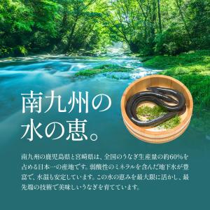 うなぎ 鰻 国産 ウナギ 南九州のブランドうな...の詳細画像4