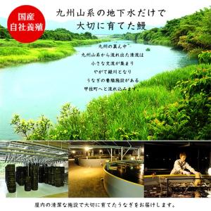 鰻の蒲焼 大サイズ 2尾セット(260g×2尾...の詳細画像1