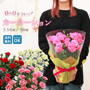 送料無料 生産直送 カーネーション 鉢植え 3.5号・5号鉢サイズ レッド系・ピンク系　fw-3 プレゼント 観賞用 フラワーギフト 小さめ ミニサイズ