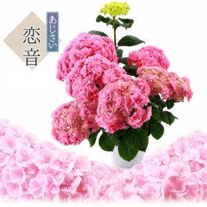 獅子王 送料無料 生産直送 あじさい 鉢植え 4号・5号鉢サイズ fw-20-1