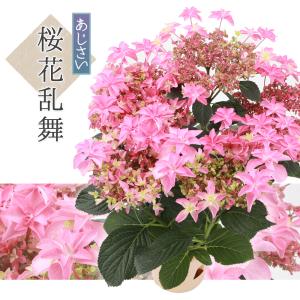 送料無料 生産直送 あじさい 鉢植え 5号鉢サイズ 桜花乱舞　fw-4k プレゼント 観賞用 フラワーギフト アジサイ 紫陽花｜koyuki