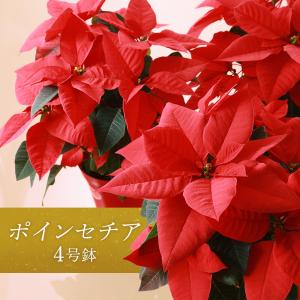 ポインセチア 4号鉢 送料無料 鉢植え クリスマス お歳暮 ギフト poin-1｜koyuki