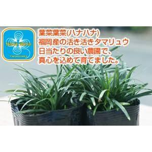 産地直送 とっても元気なタマリュウ(玉竜)2....の詳細画像1