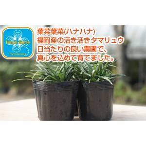 産地直送 とっても元気なタマリュウ(玉竜)2....の詳細画像2