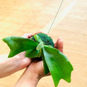 おしゃれ 観葉植物 おしゃれ 苔玉 コウモリラ...の詳細画像2