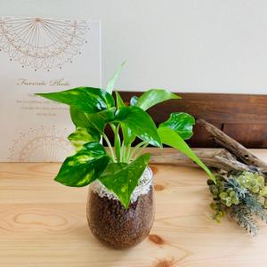 おしゃれ 観葉植物 吊り下げ ポトス ゴールデン 木の香りがする鉢 4号