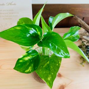 ポトス ゴールデンポトス ハイドロカルチャー ...の詳細画像2