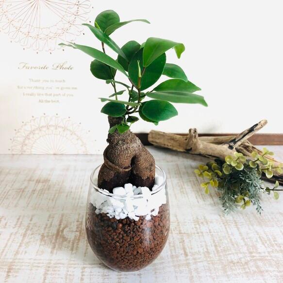ガジュマル　ハイドロカルチャー　観葉植物　バルーングラス　インテリア　室内　ギフト