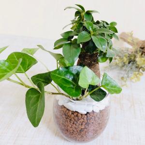 ガジュマルとハートアイビーの寄せ植え ハイドロ...の詳細画像1