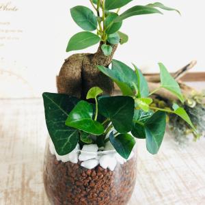 ガジュマルとハートアイビーの寄せ植え ハイドロ...の詳細画像2