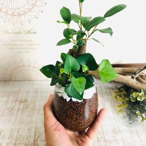ガジュマルとハートアイビーの寄せ植え ハイドロ...の詳細画像3