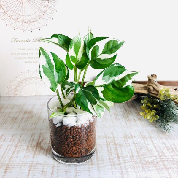 エンジョイ　ハイドロカルチャー　観葉植物ロックグラス　インテリア　室内