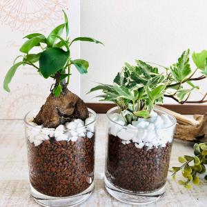 ６日入荷⭐️ゴールデンマンボ⭐️　トロピカルベリーセット一鉢 夕張メロン 飲むピュアゼリー 8個入 | 北海道スイーツのお取り寄せ