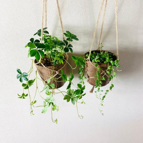 おしゃれ　観葉植物　吊り下げ　シュガーバイン　グリーンネックレス 　アロマ鉢　壁掛け　インテリア　