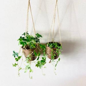 おしゃれ 観葉植物 吊り下げ シュガーバイン ...の詳細画像1