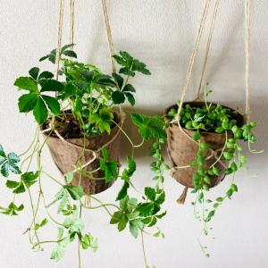 おしゃれ 観葉植物 吊り下げ シュガーバイン ...の詳細画像2