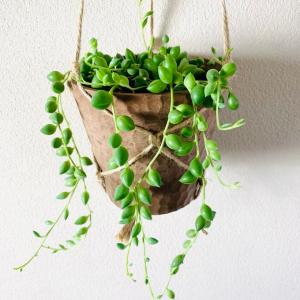 おしゃれ 観葉植物 吊り下げ シュガーバイン ...の詳細画像4