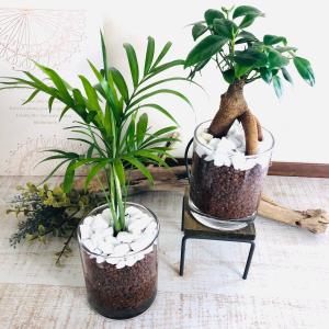 観葉植物 おしゃれ ガジュマルの木 パンダガジュマル 尖閣ガジュマル