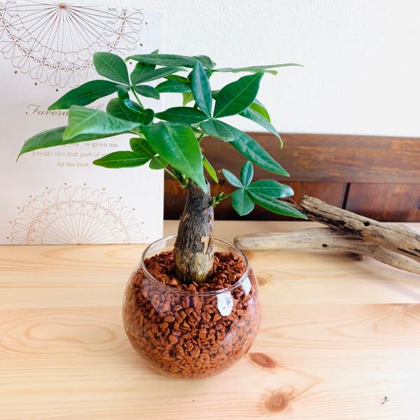 パキラ　ハイドロカルチャー　観葉植物　バブルボール　インテリア　室内