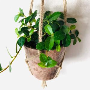 おしゃれ 観葉植物 吊り下げ つる性ガジュマル...の詳細画像1