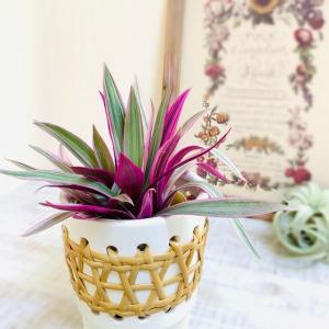 【現品】バオバブ・ディギタータ　6号　白鉢　（2） 現品】バオバブ・ディギタータ 6号 白鉢 （2） 楽天市場