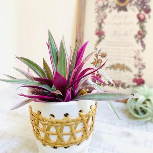 観葉植物　おしゃれ　ムラサキオモト　紫万年青　5号　ラタン鉢　ホワイト　インテリア　引っ越し　ギフト