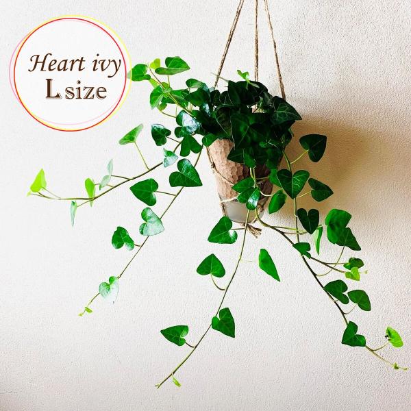 おしゃれ　観葉植物　吊り下げ　 ハートアイビー　ロング　木の香りがする鉢　4号　受け皿付き　壁掛け