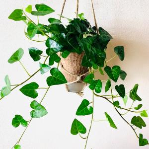 おしゃれ 観葉植物 吊り下げ ハートアイビー ...の詳細画像1