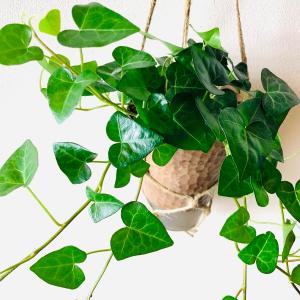 おしゃれ 観葉植物 吊り下げ ハートアイビー ...の詳細画像2