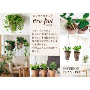 おしゃれ 観葉植物 吊り下げ ハートアイビー ...の詳細画像5