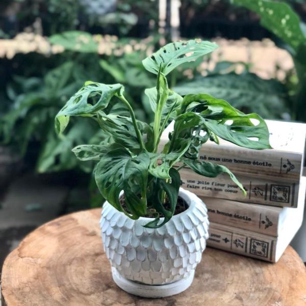 観葉植物　おしゃれ　マドカズラ　天使の羽に包まれた陶器鉢　受け皿付き　4号