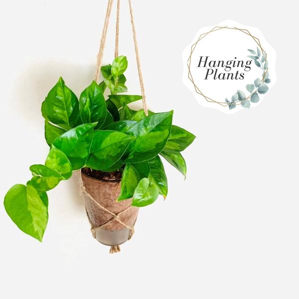 おしゃれ　観葉植物　吊り下げ　ポトス　グローバルグリーン  木の香りがする鉢　4号　受け皿付き　