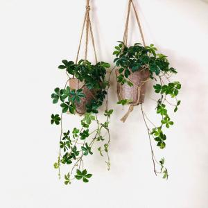 おしゃれ　観葉植物　吊り下げ　シュガーバイン 2個セット　木の香りがする鉢　壁掛け