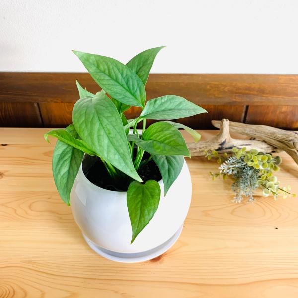 観葉植物　おしゃれ　ポトス　ピナツム　セブブルー 　4号鉢　たまご陶器鉢　受け皿付き