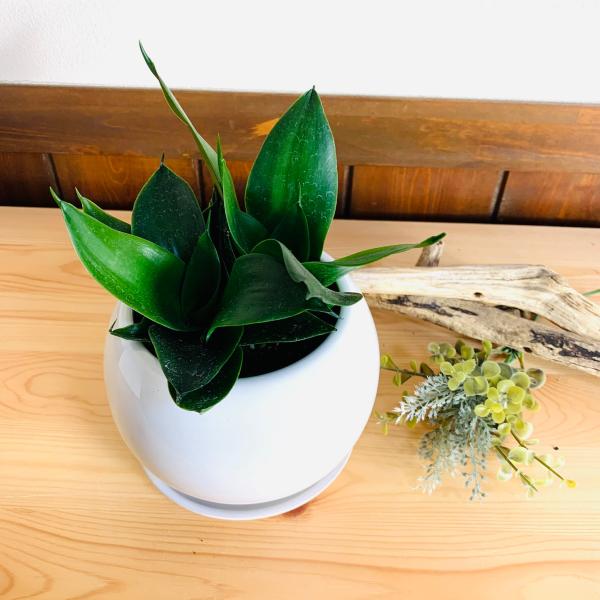観葉植物　サンスベリア　ハニーグリーン　4号　たまご鉢　陶器鉢　受け皿付き　多肉植物