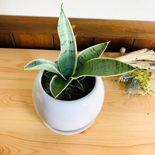 観葉植物　サンスベリア　ハニーシルバー　4号　たまご鉢　陶器鉢　受け皿付き　多肉植物
