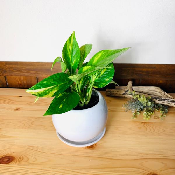 観葉植物　おしゃれ　ポトス　ゴールデン 　4号鉢　たまご陶器鉢　受け皿付き　インテリア　引っ越し　ギ...