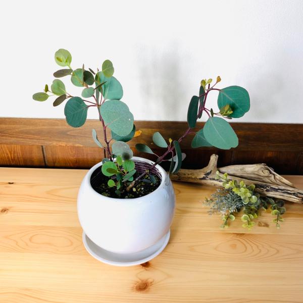 観葉植物　おしゃれ　ユーカリ　ポポラス　4号鉢　たまご陶器鉢　受け皿付き　インテリア　室内　ガーデニ...