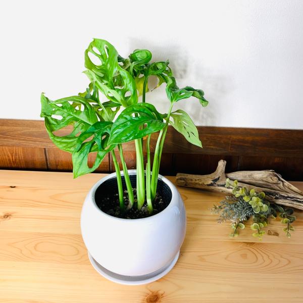 観葉植物　おしゃれ　モンステラ　マドカズラ　4号鉢　たまご陶器鉢　受け皿付き　インテリア　室内　引っ...