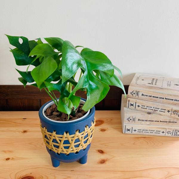 おしゃれ　　観葉植物　モンステラ　4号　ラタン鉢　青　陶器鉢　インテリア　ギフト