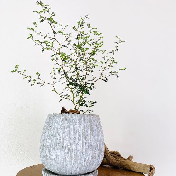 観葉植物　おしゃれ　ソフォラ　メルヘンの木　大型　アンティークjホワイト陶器鉢　受け皿付き　5号