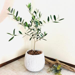 観葉植物 おしゃれ オリーブ アンティークホワ...の詳細画像1