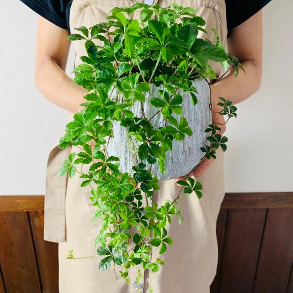 観葉植物　おしゃれ　シュガーバイン　ボリュームいっぱい　ホワイトアンティーク陶器鉢　受け皿付き　5号...