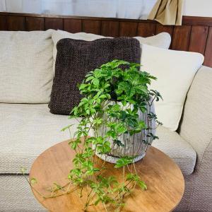 観葉植物 おしゃれ シュガーバイン ボリューム...の詳細画像1