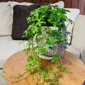 観葉植物 おしゃれ シュガーバイン ボリューム...の詳細画像2