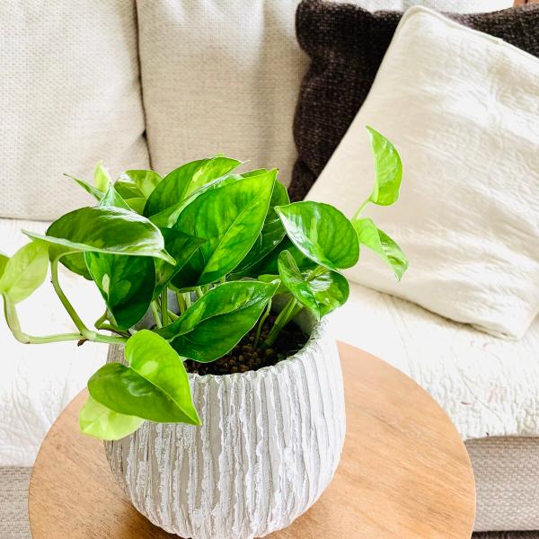 観葉植物　おしゃれ　ポトス　グローバルグリーン  アンティークホワイトの陶器鉢　受け皿付き　5号