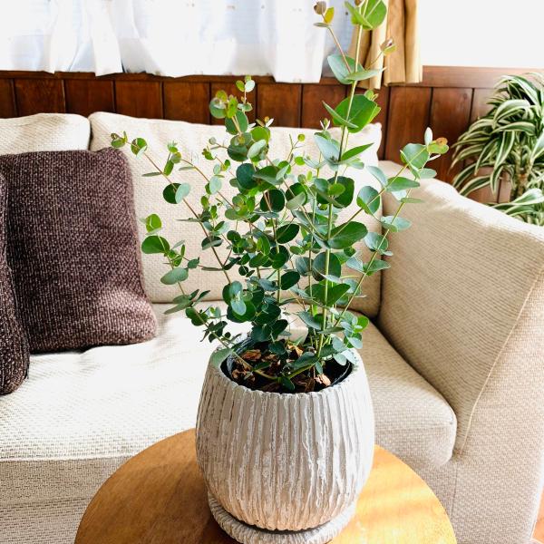 観葉植物　おしゃれ　ユーカリ　グニー　アンティーク陶器鉢　受け皿付き　5号