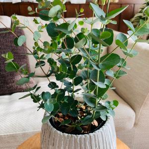 観葉植物 おしゃれ ユーカリ グニー アンティ...の詳細画像1