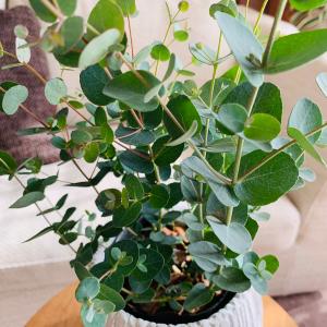 観葉植物 おしゃれ ユーカリ グニー アンティ...の詳細画像2