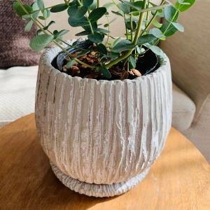 観葉植物 おしゃれ ユーカリ グニー アンティ...の詳細画像3